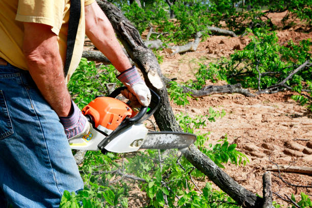 Professional Tree Service in Sebastian, FL